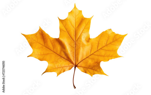 autumn maple leaf yellow brown on white or PNG transparent background.