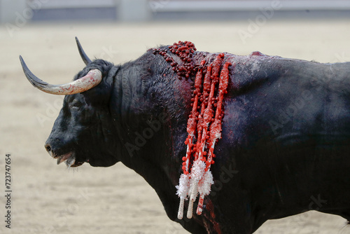 wounded bull