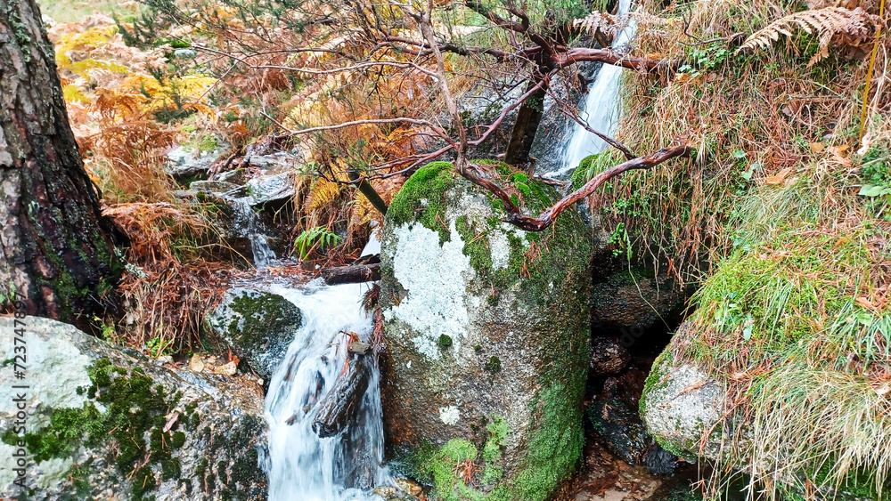 Obraz premium forest and river