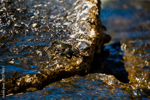 Little Crab on a Rock