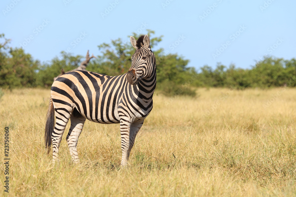 Steppenzebra / Burchell's zebra / Equus quagga burchellii Steppenzebra / Burchell's zebra / Equus quagga burchellii