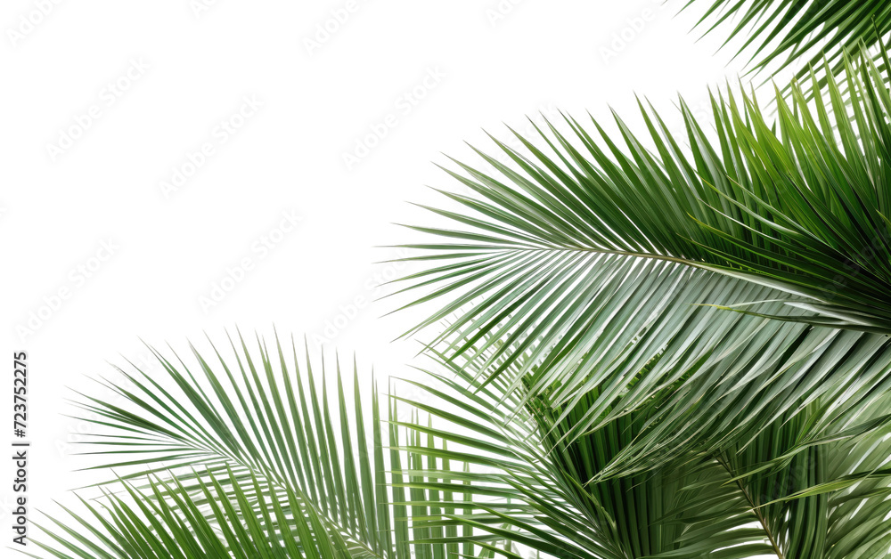 tree leaves of palm plant on white or PNG transparent background. tree leaves of palm plant on white or PNG transparent background.