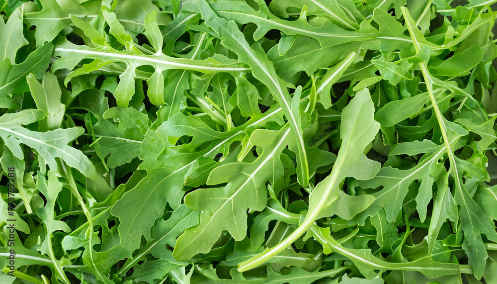 Fresh green organic arugula or ruccola slalad leaves texture background, top view, healthy and diet food concept Fresh green organic arugula or ruccola slalad leaves texture background, top view, healthy and diet food concept