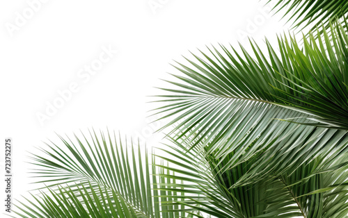 tree leaves of palm plant on white or PNG transparent background.