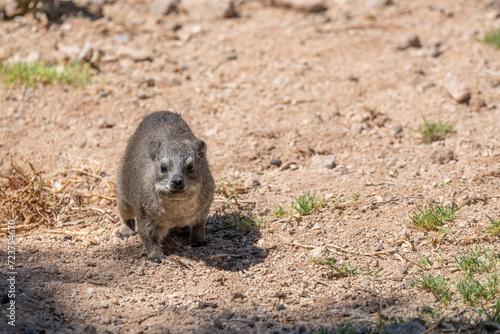 Rock hyrax on ground at lodge in desert, near Hobas,  Namibia