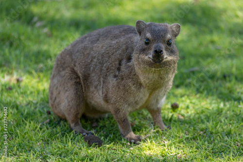 attentive Rock hyrax on grass at lodge in desert, near Hobas,  Namibia