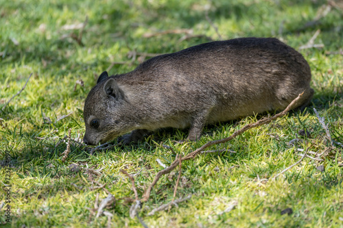 Rock hyrax eating on grass at lodge in desert, near Hobas,  Namibia