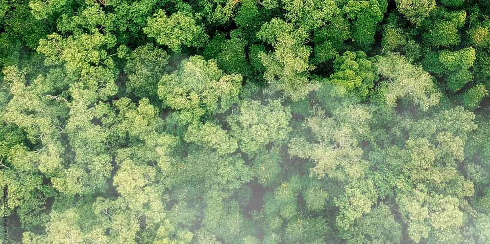 aerial video of a forest with very dense and unspoiled trees in a foggy mountain area aerial video of a forest with very dense and unspoiled trees in a foggy mountain area