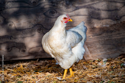white chicken in the farm
