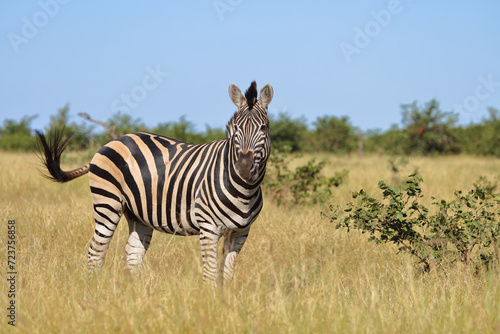 Steppenzebra   Burchell s zebra   Equus quagga burchellii