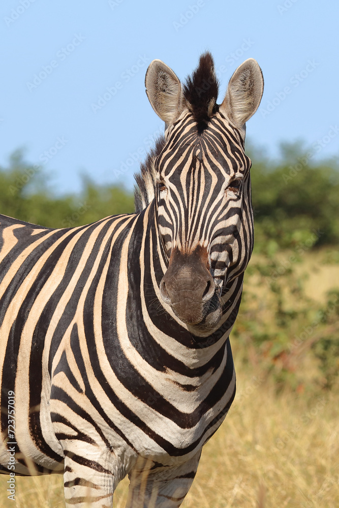 Fototapeta premium Steppenzebra / Burchell's zebra / Equus quagga burchellii
