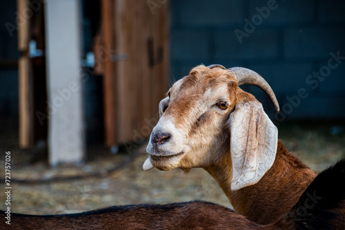 goat on farm