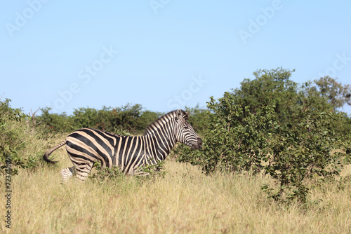 Steppenzebra   Burchell s zebra   Equus quagga burchellii