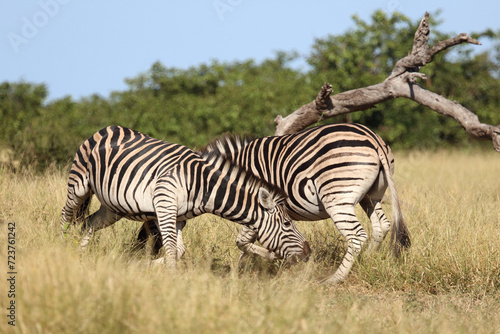 Steppenzebra   Burchell s zebra   Equus quagga burchellii..
