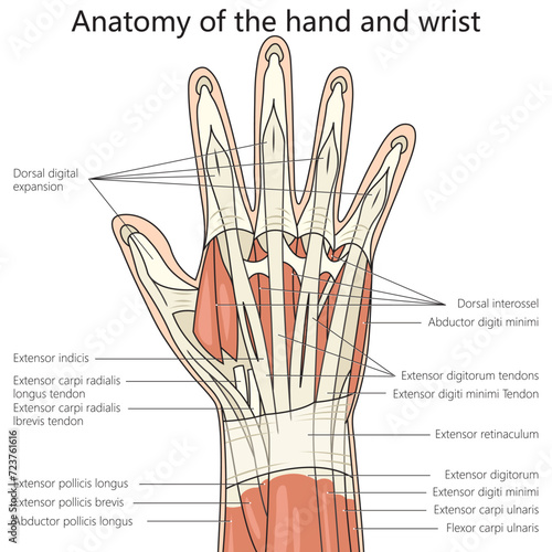 anatomy of hand and wrist structure diagram hand drawn schematic vector illustration. Medical science educational illustration