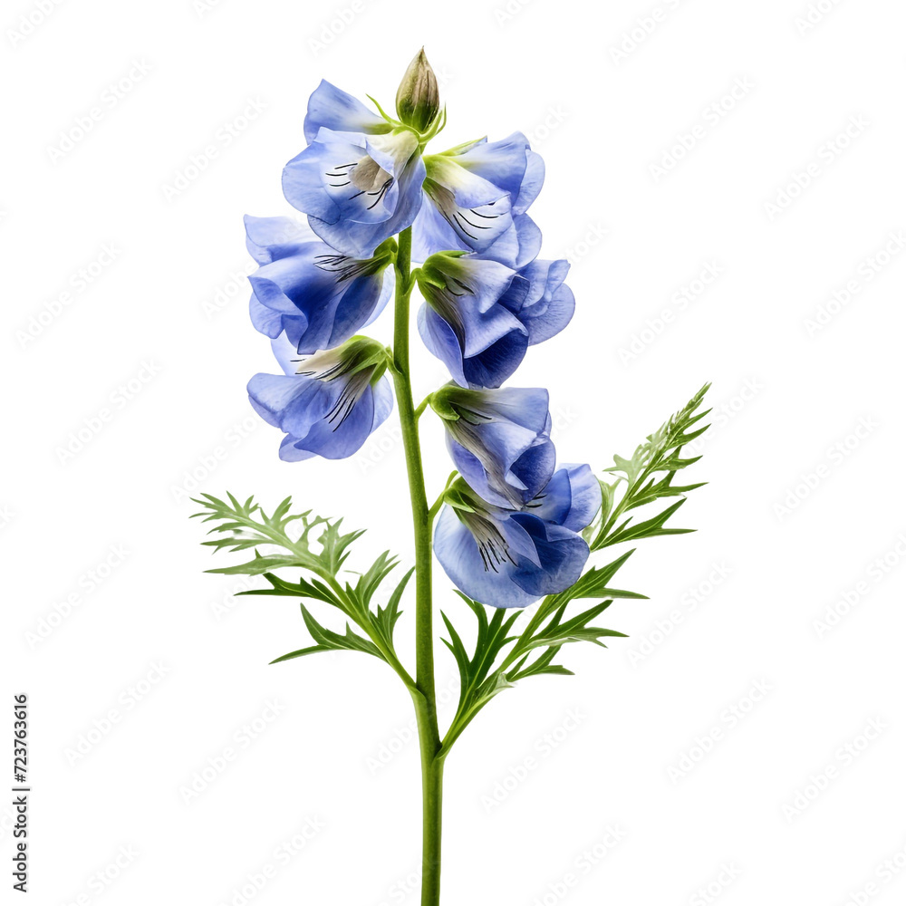 Aconitum flower isolated on transparent background Aconitum flower isolated on transparent background