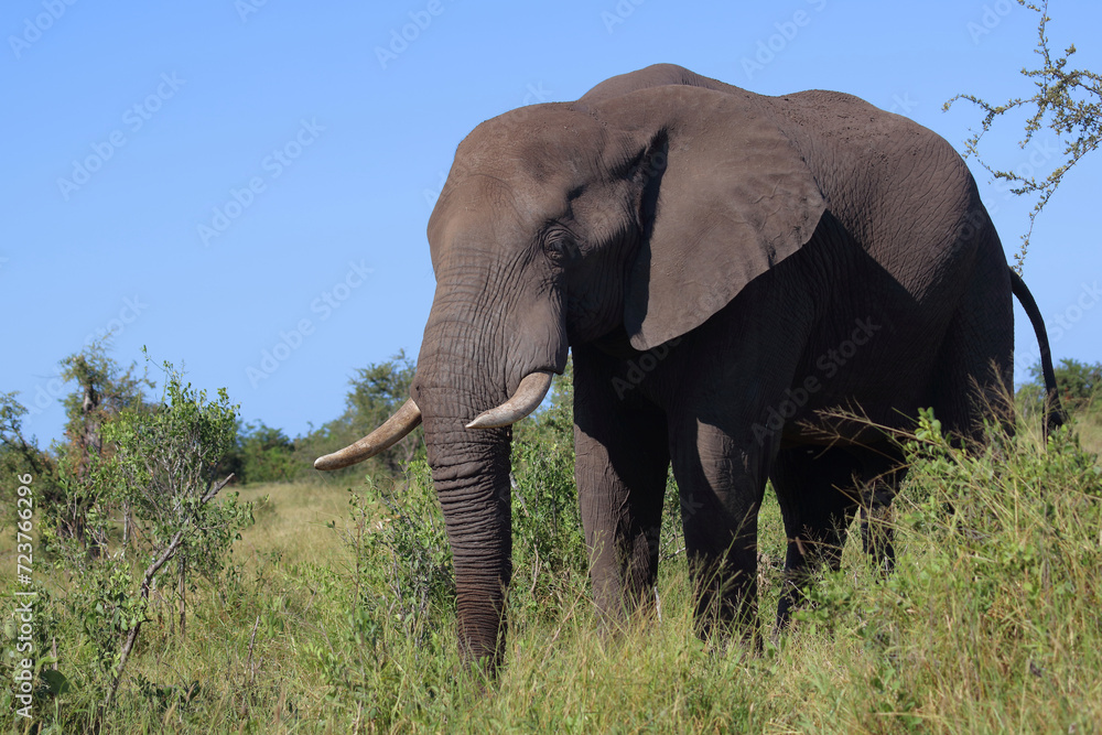Obraz premium Afrikanischer Elefant / African elephant / Loxodonta africana