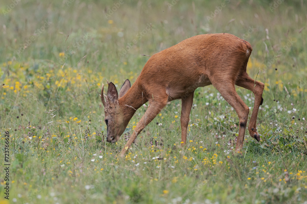 Fototapeta premium Capreolus capreolus - Roe deer - Chevreuil d'Europe