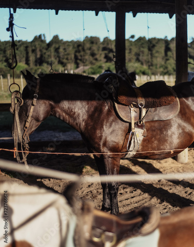 Retrato de un caballo criollo marron