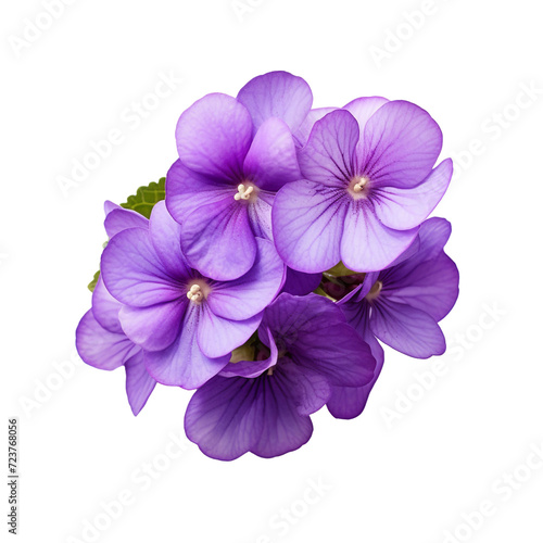 African Violet flower isolated on transparent background