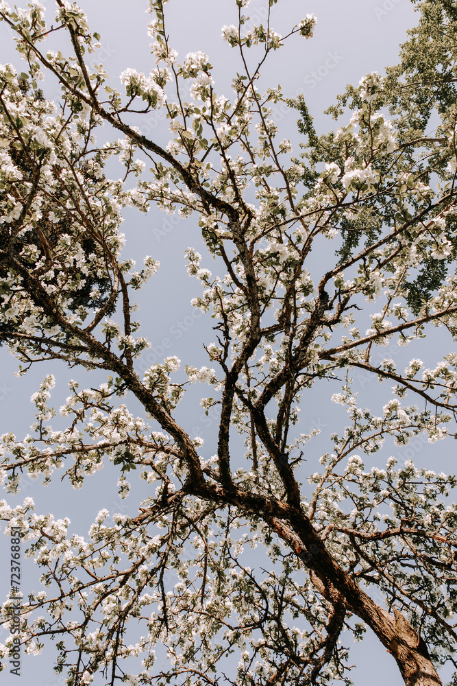 Fototapeta premium Apple tree blossom at spring.