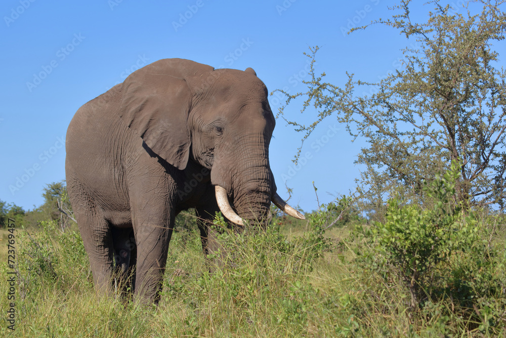 Obraz premium Afrikanischer Elefant / African elephant / Loxodonta africana