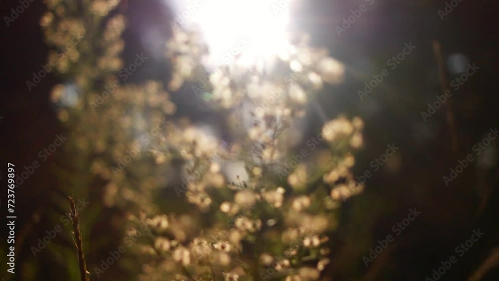 Bright sun light ray n morning sunlight shining on swaying reeds or wild grass field n meadow in tropical summer sunrise sky with nature tropic plant at rural countryside at sunshine day, 4k b-roll Bright sun light ray n morning sunlight shining on swaying reeds or wild grass field n meadow in tropical summer sunrise sky with nature tropic plant at rural countryside at sunshine day, 4k b-roll