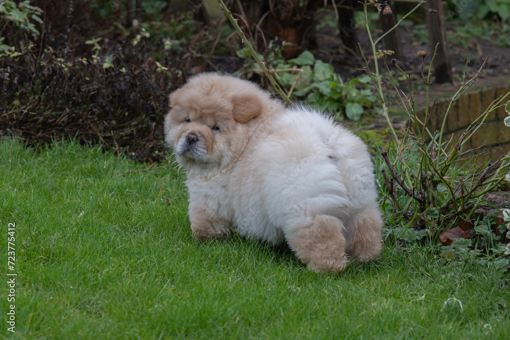 Chow Puppy