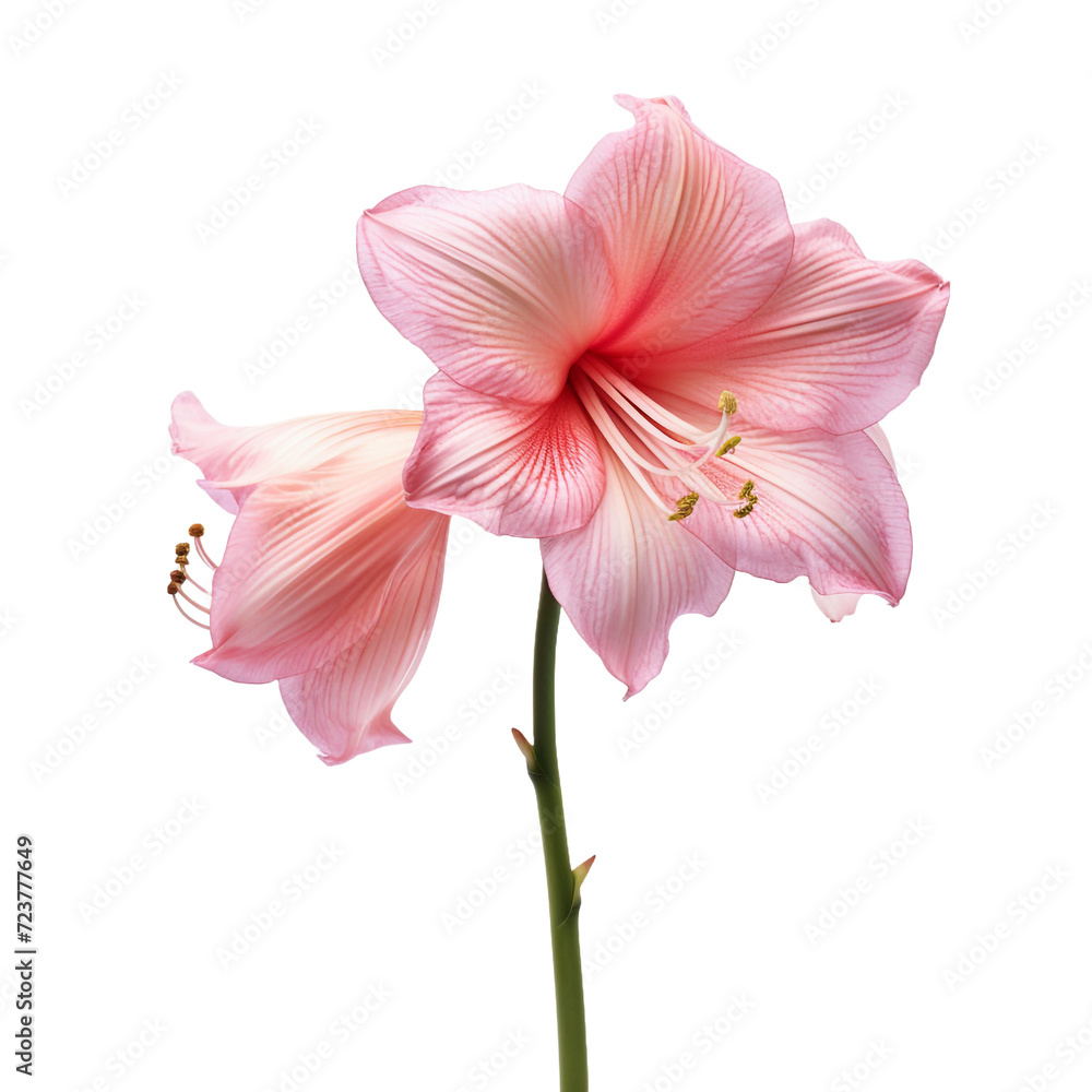 Amaryllis flower isolated on transparent background Amaryllis flower isolated on transparent background