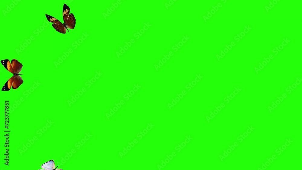 Group of butterflies flying on green screen, environment nature animation element Group of butterflies flying on green screen, environment nature animation element
