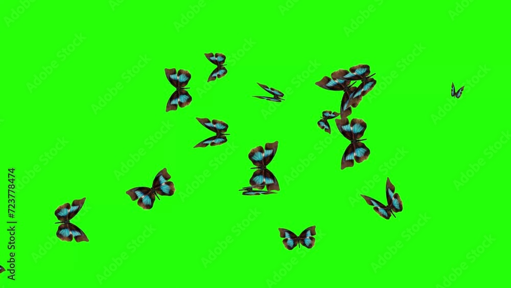 Group of butterflies flying on green screen, environment nature animation element Group of butterflies flying on green screen, environment nature animation element
