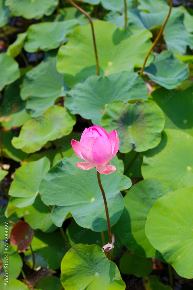 Pink lotus flower in pond with green leaves. Lotus lake, beautiful nature background. Pink lotus flower in pond with green leaves. Lotus lake, beautiful nature background.