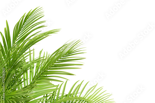 Green palm leaf isolated on white