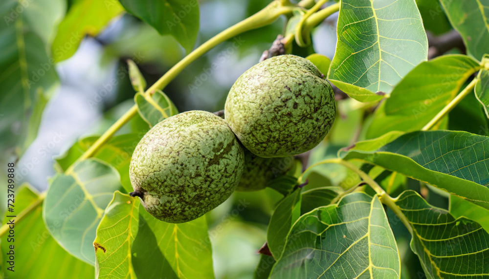 Obraz premium Walnut tree with walnut fruit in cracked pericarp with green leaves. Growing walnut in green peel on branch of a plant, selective focus