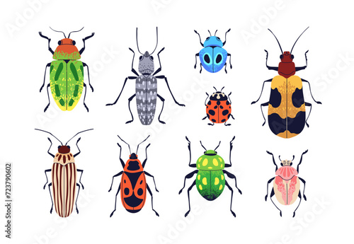 Summer beetles set. Wild bugs with multicolored wings. Fauna, nature species,...