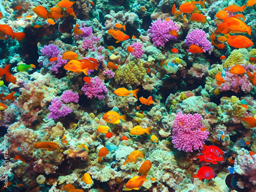 Underwater Tropical Corals Reef with colorful sea fish.Ai generated © Md.Ashadoggaman