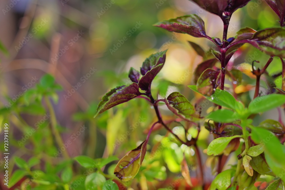green and purple basil. Caramel and Cinnamon Basil. plants in a pots.Green and violet basil.Watering basil plant with watering can in the yellow pot on the balcony. Growing aromatic herbs at home green and purple basil. Caramel and Cinnamon Basil. plants in a pots.Green and violet basil.Watering basil plant with watering can in the yellow pot on the balcony. Growing aromatic herbs at home