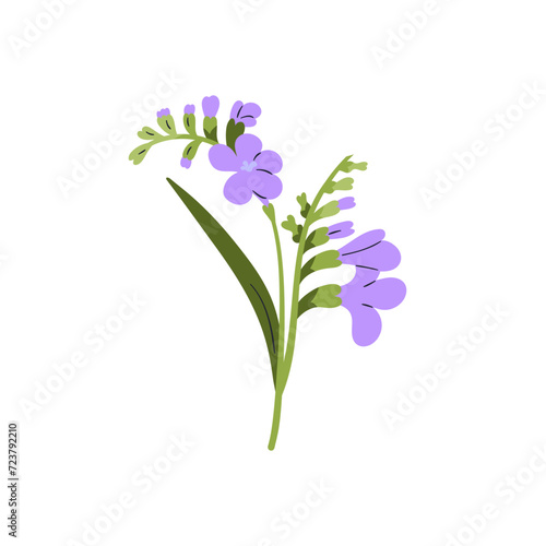 Freesia flower. Blooming floral plant. Spring field wildflower. Blossomed mea...
