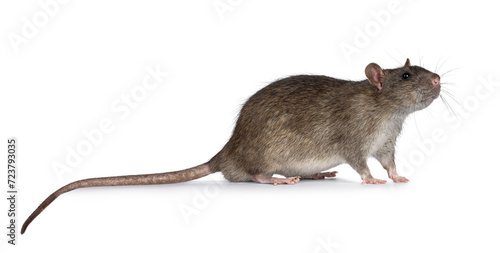 Adorable brown pet rat, standing side ways. Nose up sniffing side ways and up. Isolated on a white background.