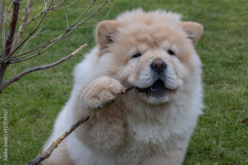 Cream Chow Puppy