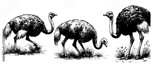 Sketch of an ostrich. Hand drawn illustration converted to vector