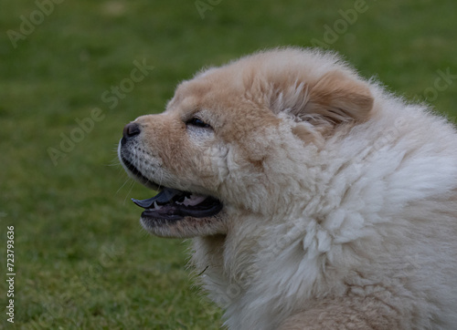 Cream Chow Puppy