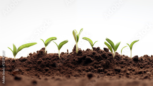 Seeds sprouting in soil
