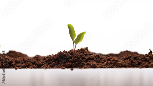 Seeds sprouting in soil 