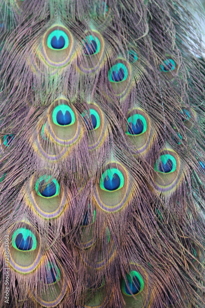Fototapeta premium Federn von einem Pfau