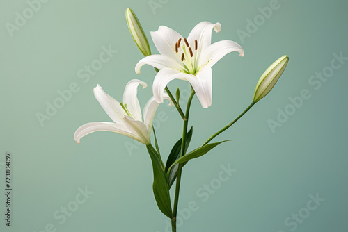 Petal nature blossom blooming beauty plant lily white floral flora green flowers