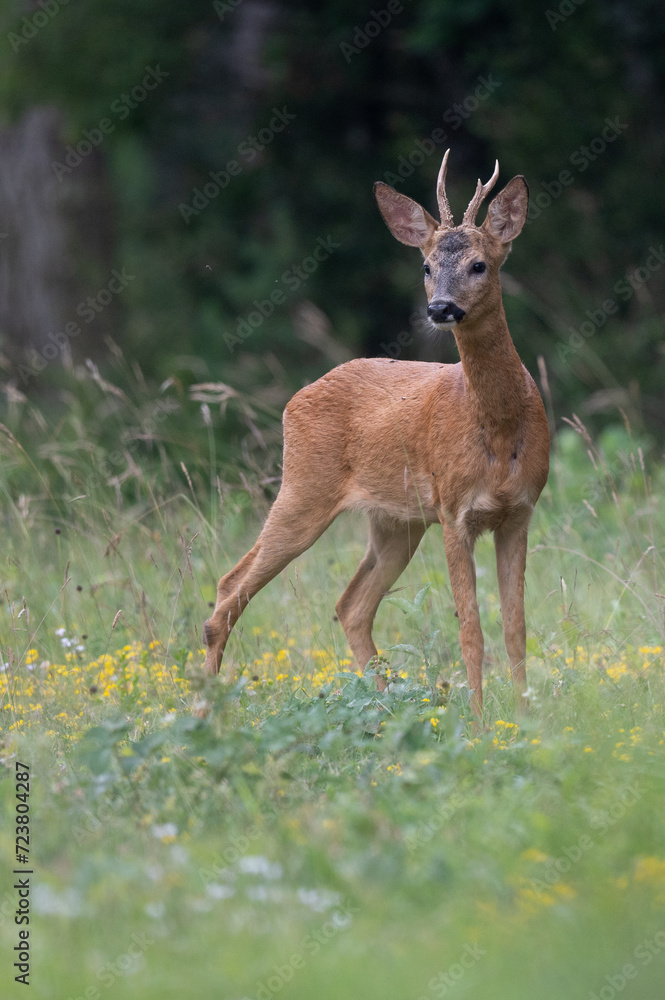 Obraz premium Capreolus capreolus - Roe deer - Chevreuil d'Europe