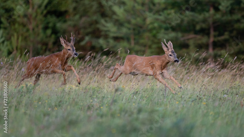 Capreolus capreolus - Roe deer - Chevreuil d'Europe