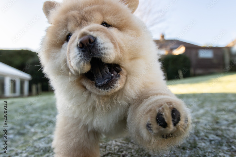 Cream Chow Puppy Cream Chow Puppy