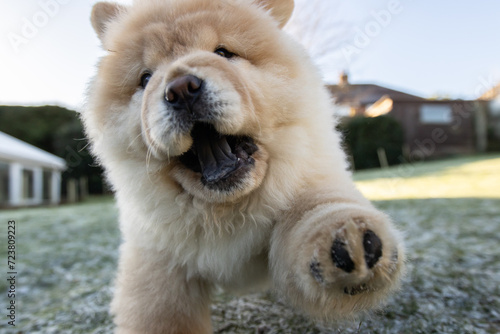 Cream Chow Puppy